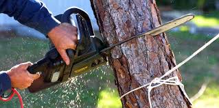 How Our Tree Care Process Works  in  Montgomery, PA