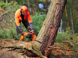 Reliable Montgomery, PA Tree Care Solutions