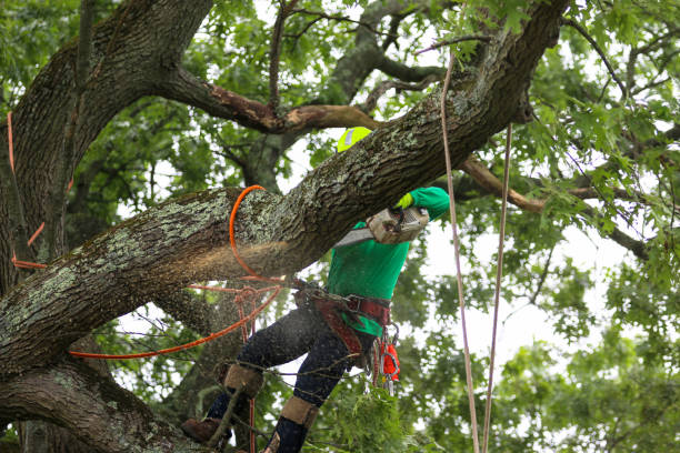 Best Tree and Shrub Care  in Montgomery, PA