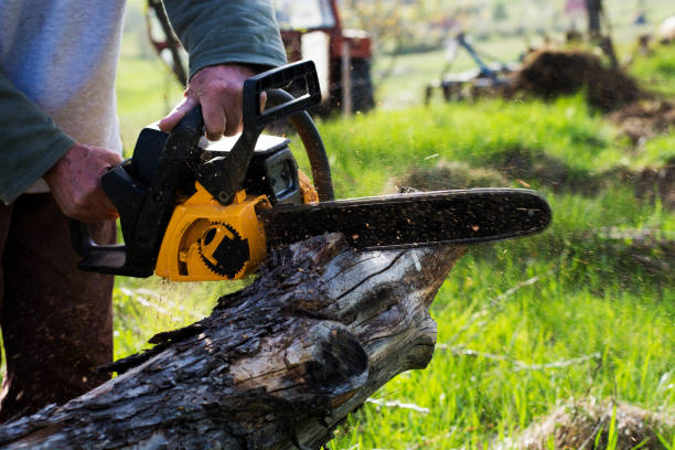 Best Tree Health Inspection  in Montgomery, PA