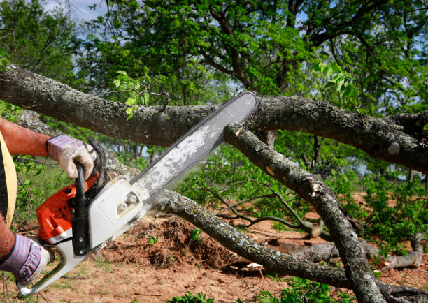 Best Commercial Tree Services  in Montgomery, PA