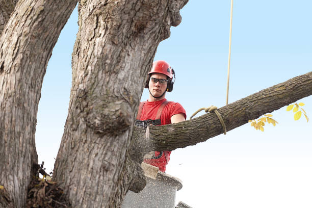 Best Stump Grinding and Removal  in Montgomery, PA